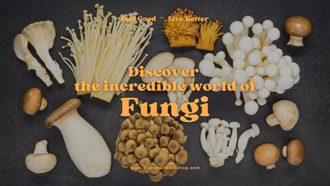 Discover the incredible world of Fungi